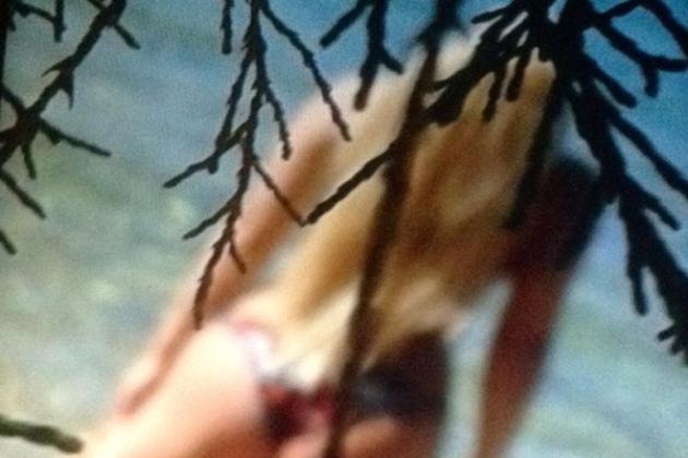 ΤΡΑΓΟΥΔΙΣΤΡΙΑ