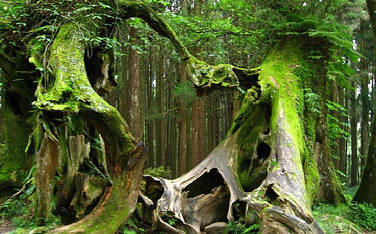 FOREST