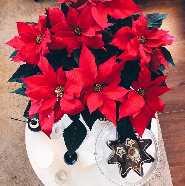 ΣΤΕΦΑΝΙΔΟΥ